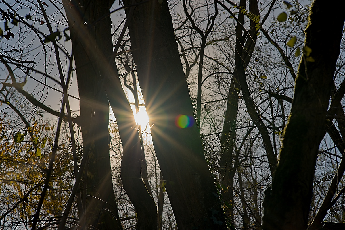 DSC_4484_NIKON Z 5_1200.jpg