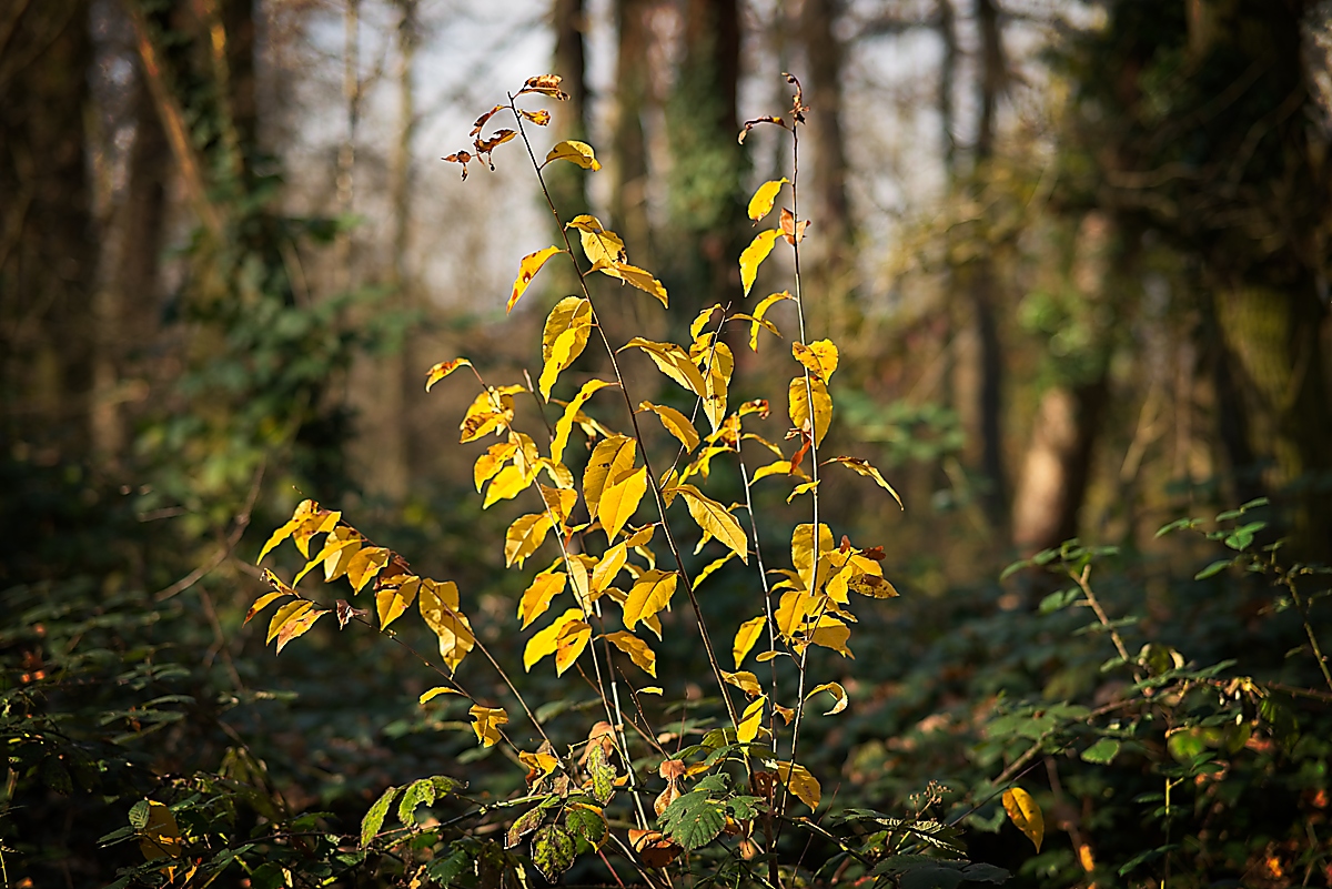 DSC_4485_NIKON Z 5_1200.jpg