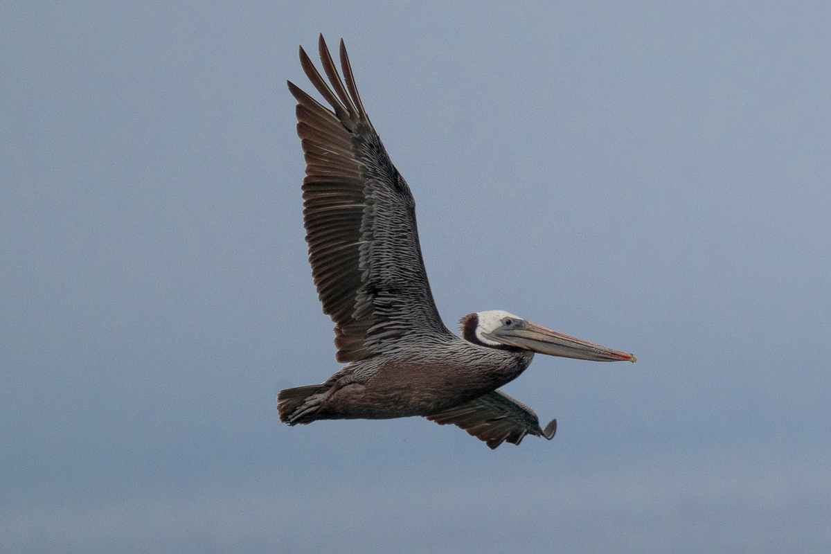 DSC_4488.jpg