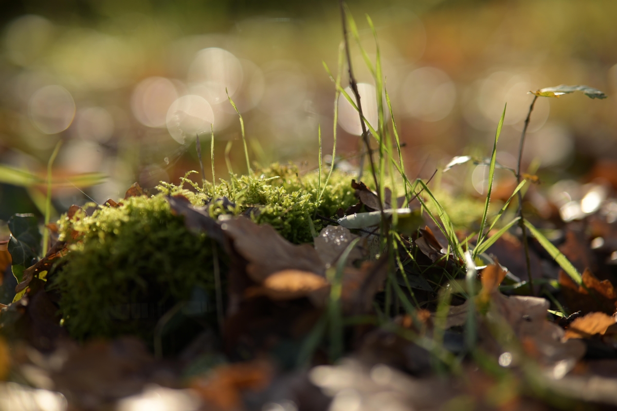 DSC_4498_1200.jpg