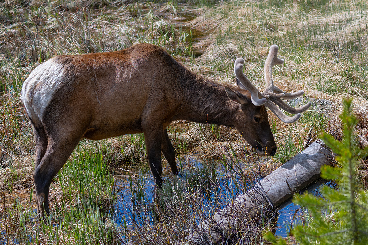 DSC_4506.jpg