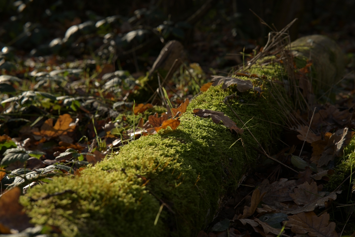 DSC_4509_1200.jpg