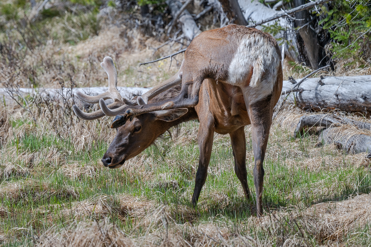 DSC_4548.jpg