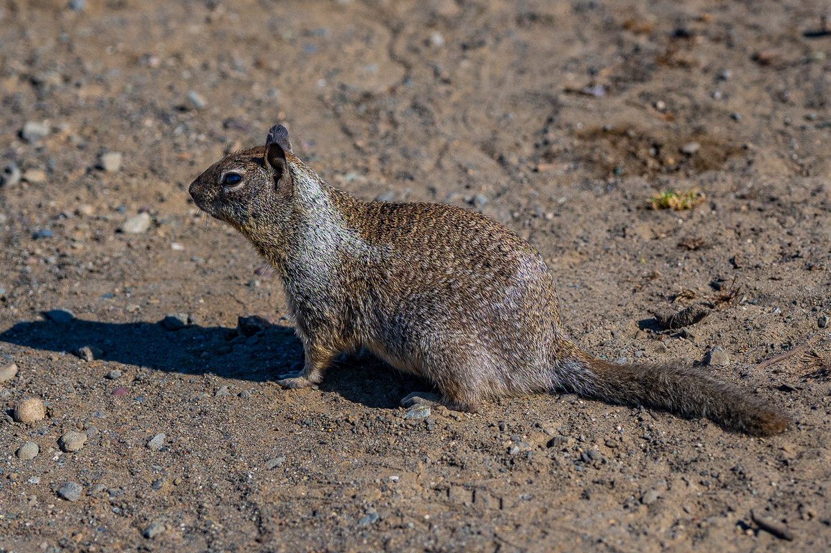 DSC_4630.jpg