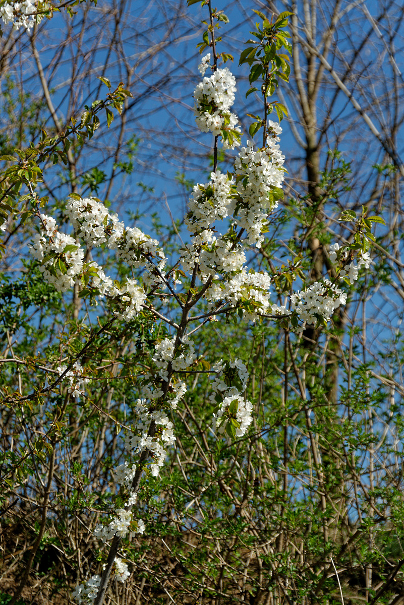 DSC_4705_DxO.jpg
