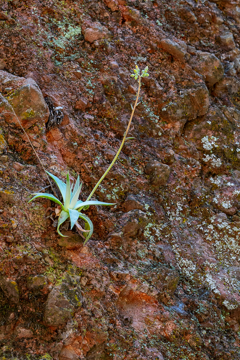 DSC_4732.jpg