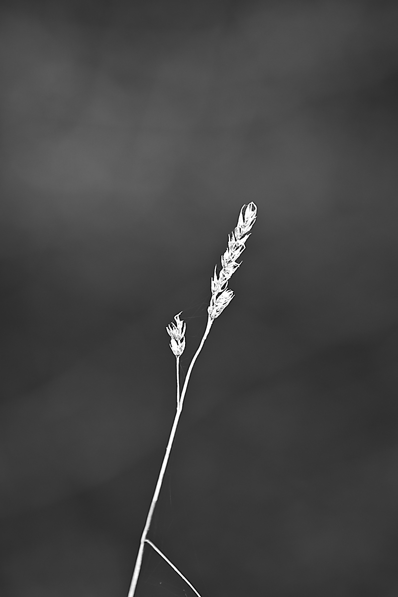 DSC_4734_NIKON Z 5_bw_1200.jpg
