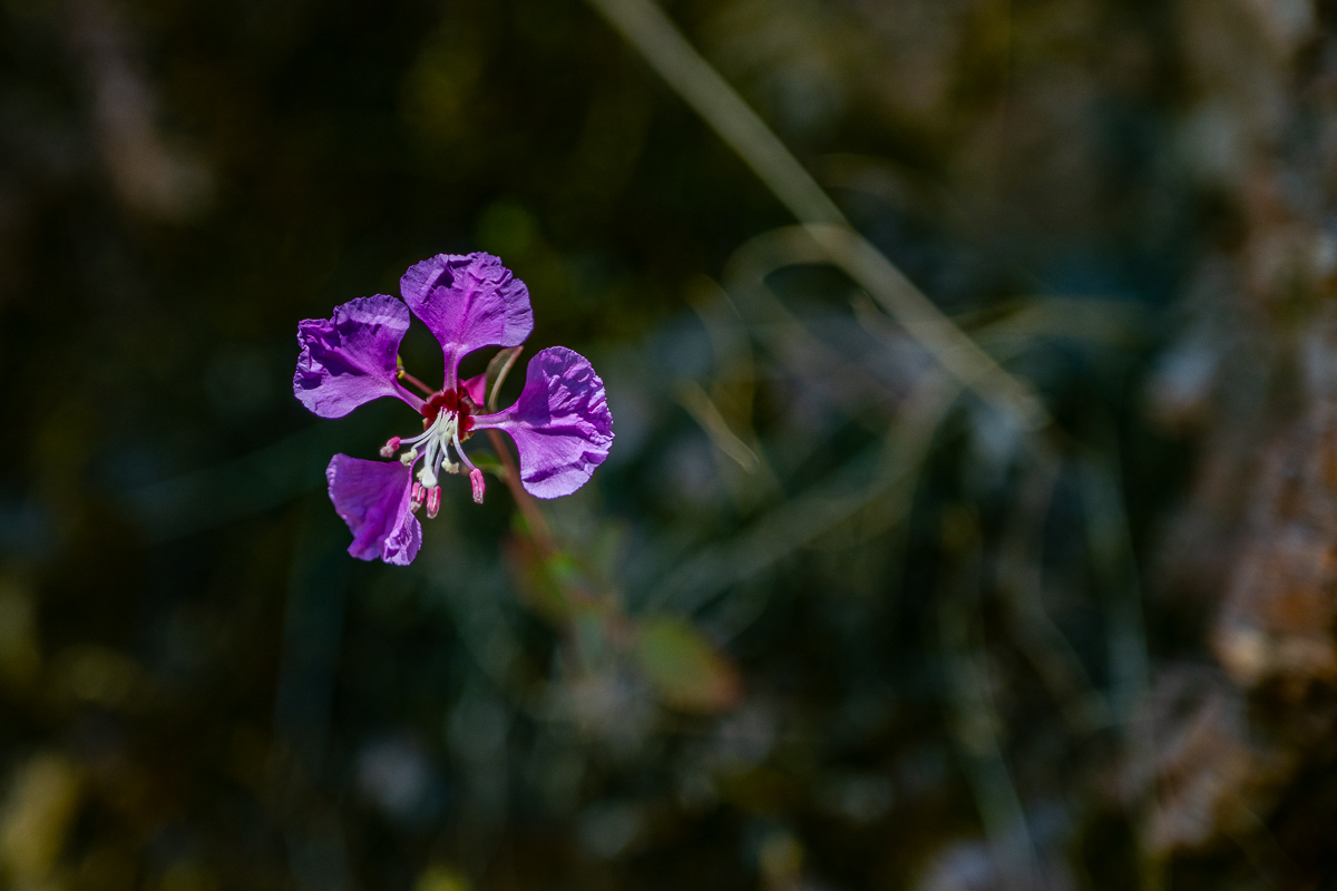 DSC_4752.jpg