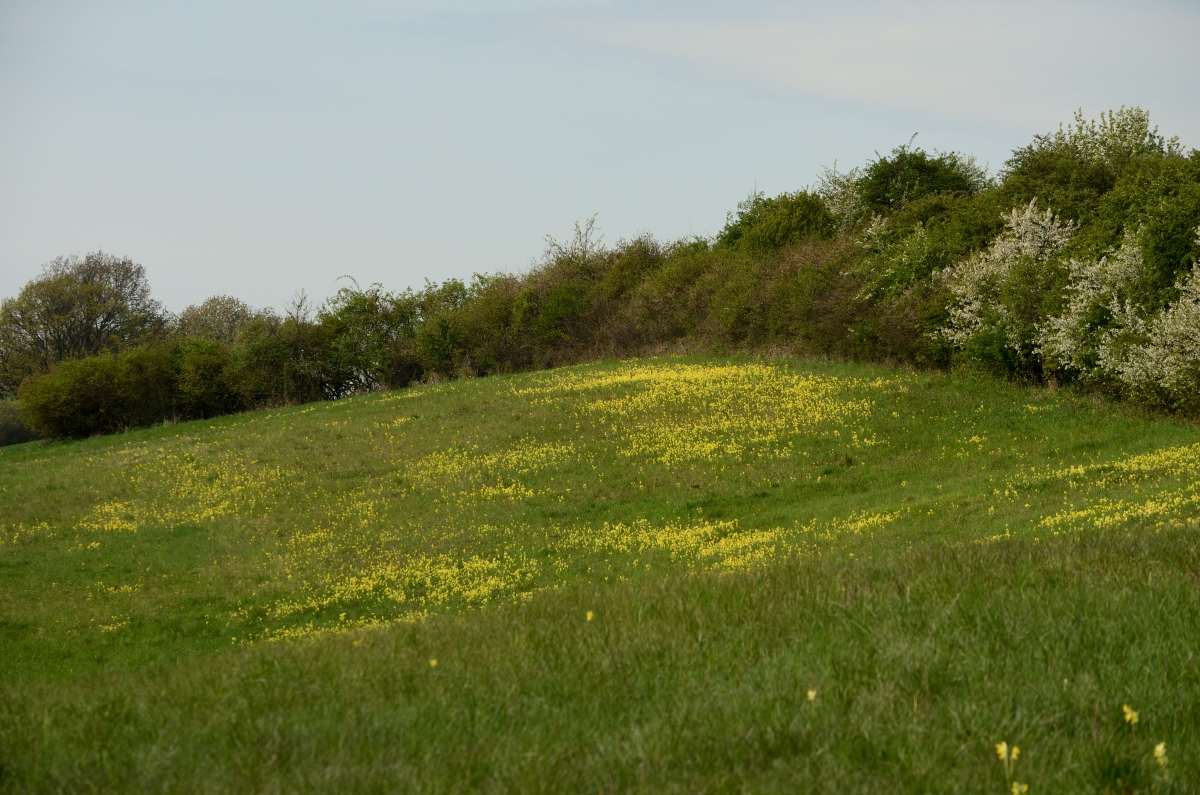 DSC_4815_00001n.jpg