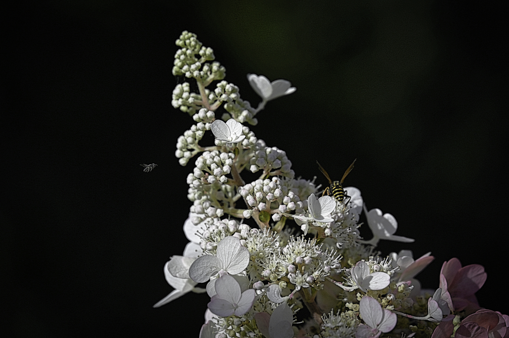 DSC_4874.jpg