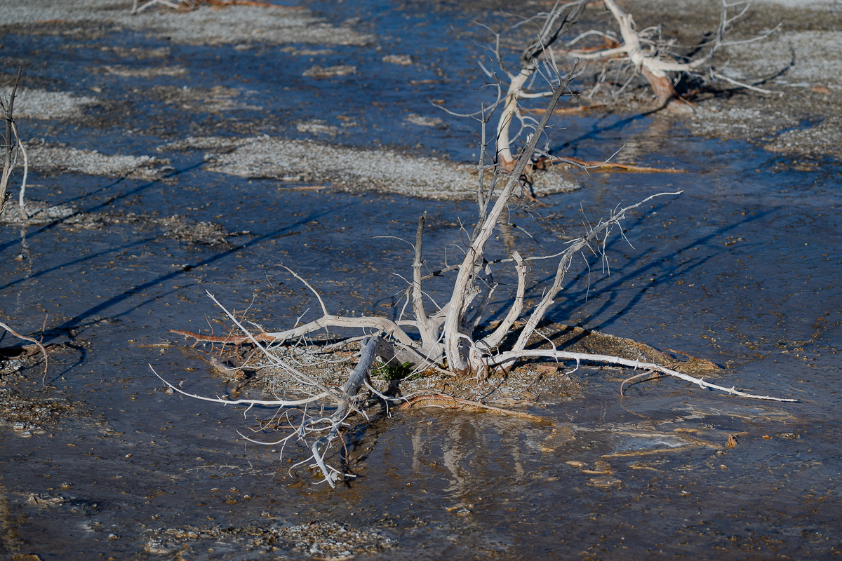 DSC_4921.jpg