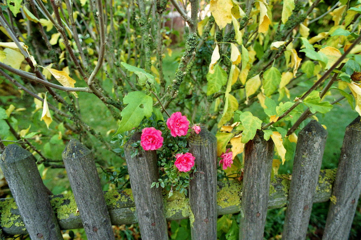 DSC_500K.jpg