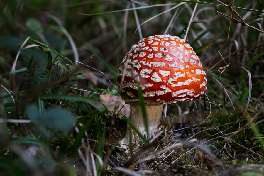 DSC_5031-Bearbeitet.jpg