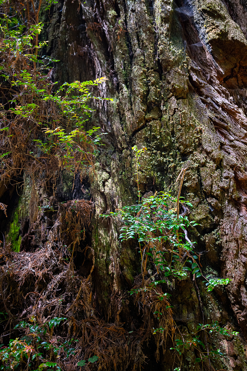 DSC_5049.jpg