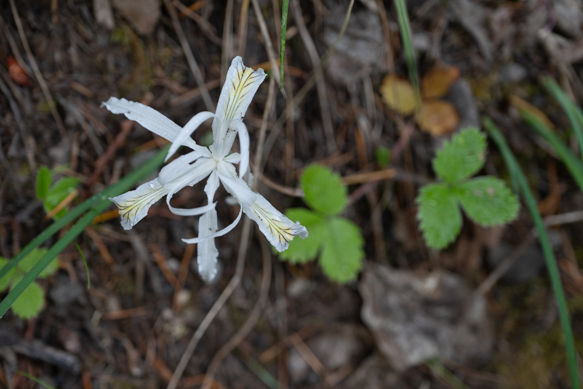 DSC_5097.jpg