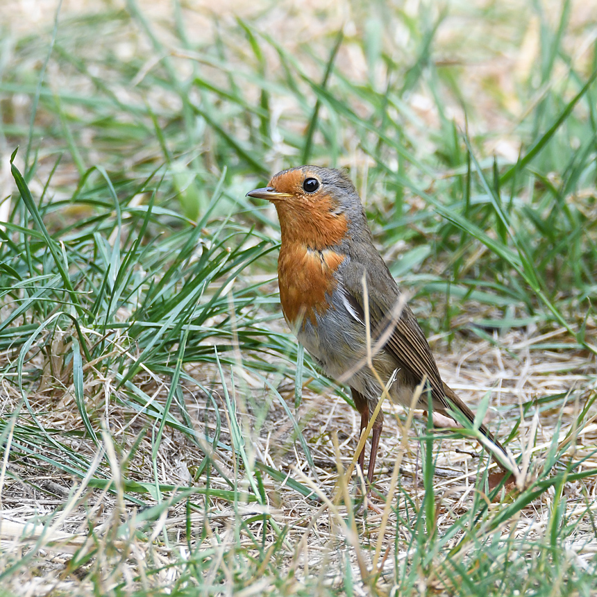 DSC_5157.jpg