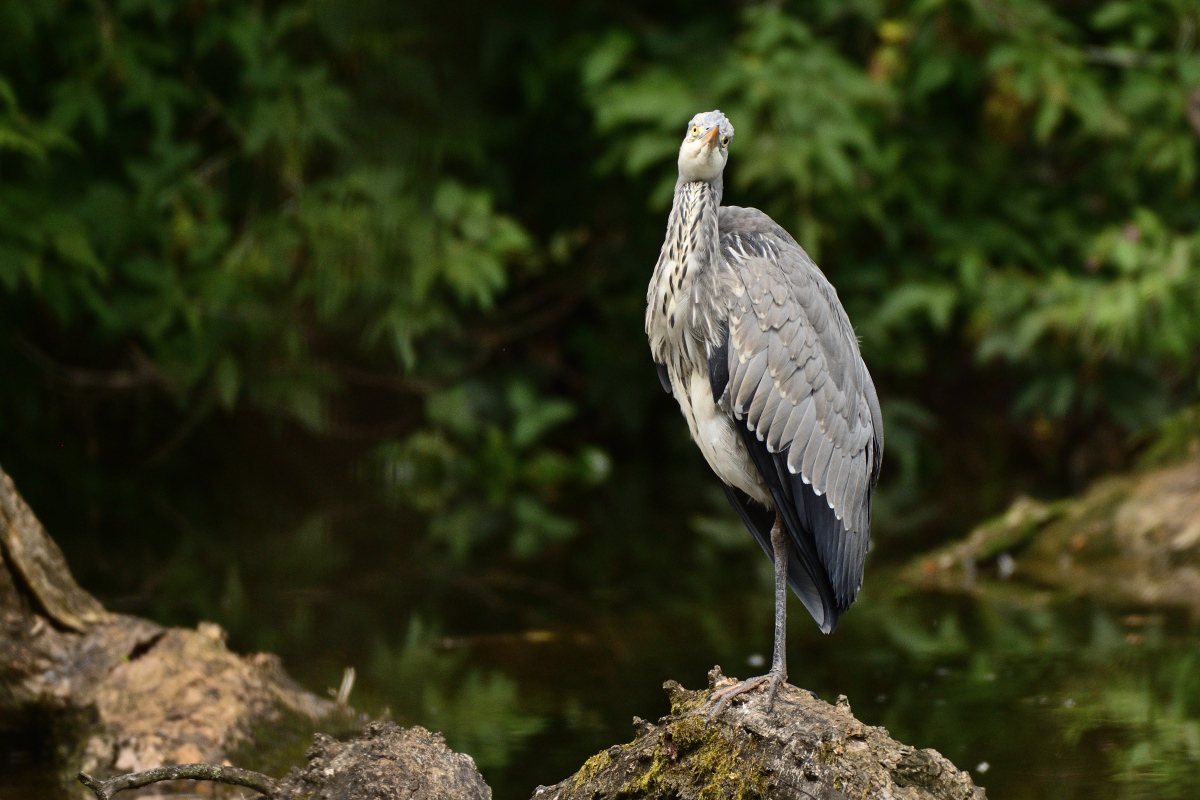 DSC_5190.JPG