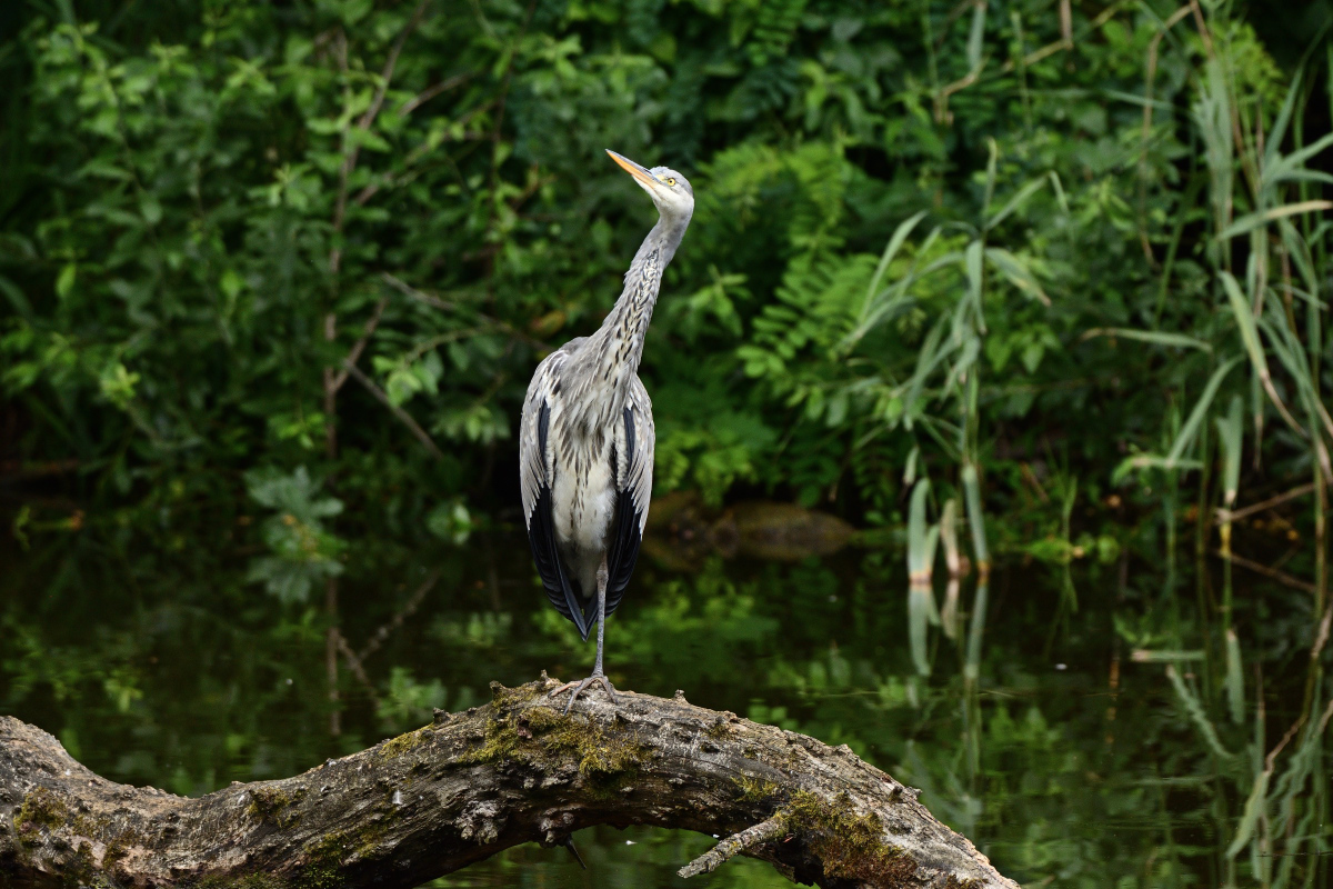 DSC_5203.JPG