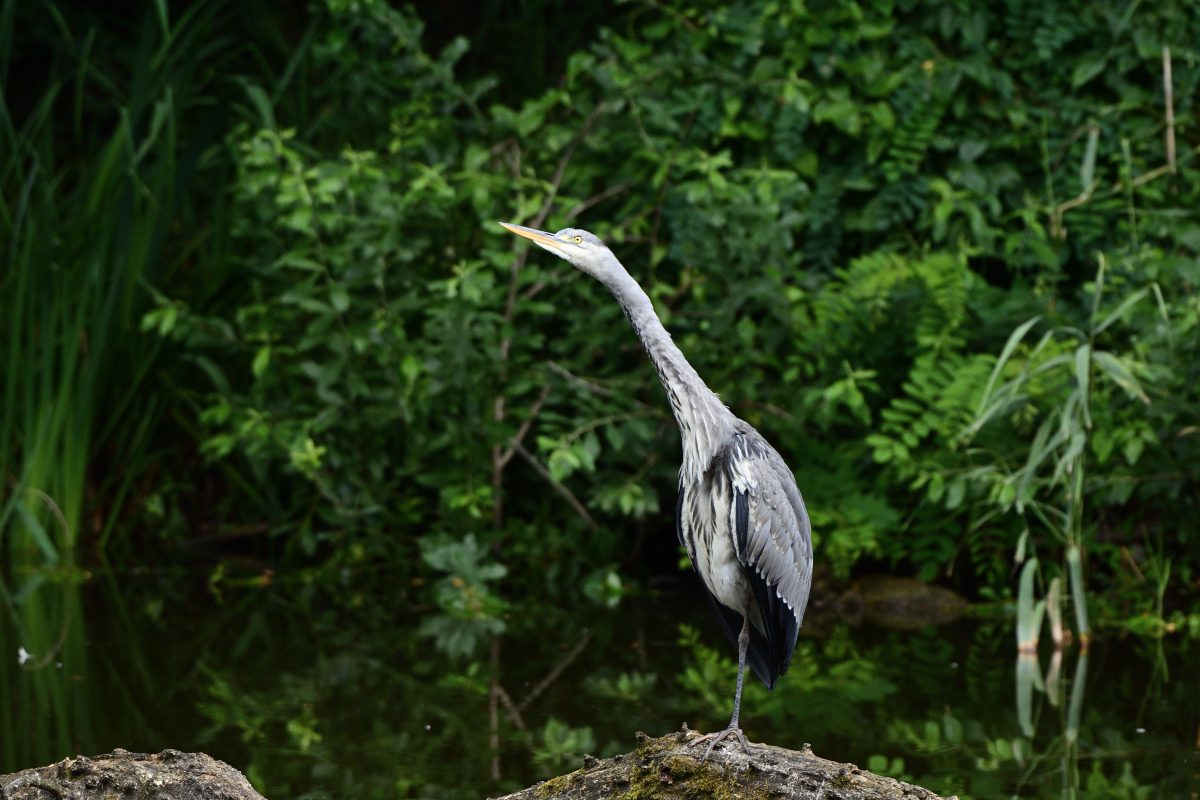 DSC_5207.JPG