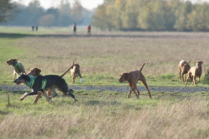 DSC_5231.jpg