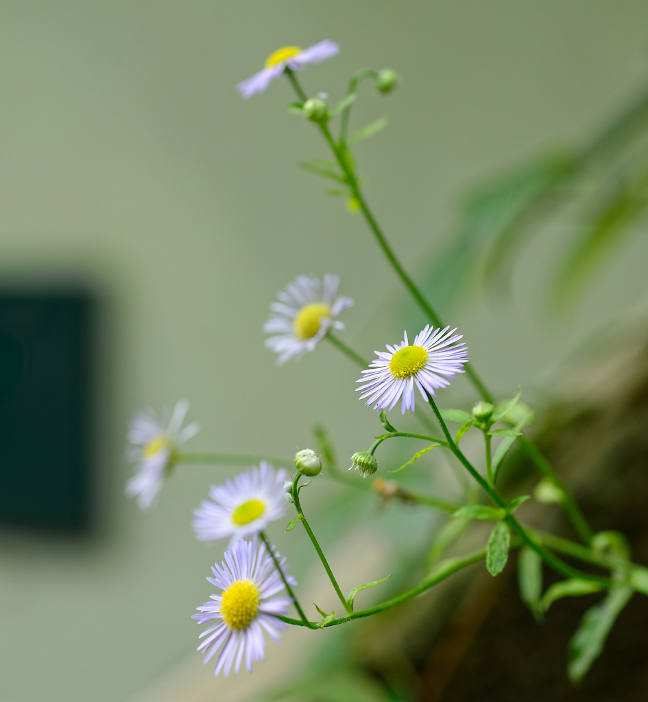 DSC_5353_DxO.jpg