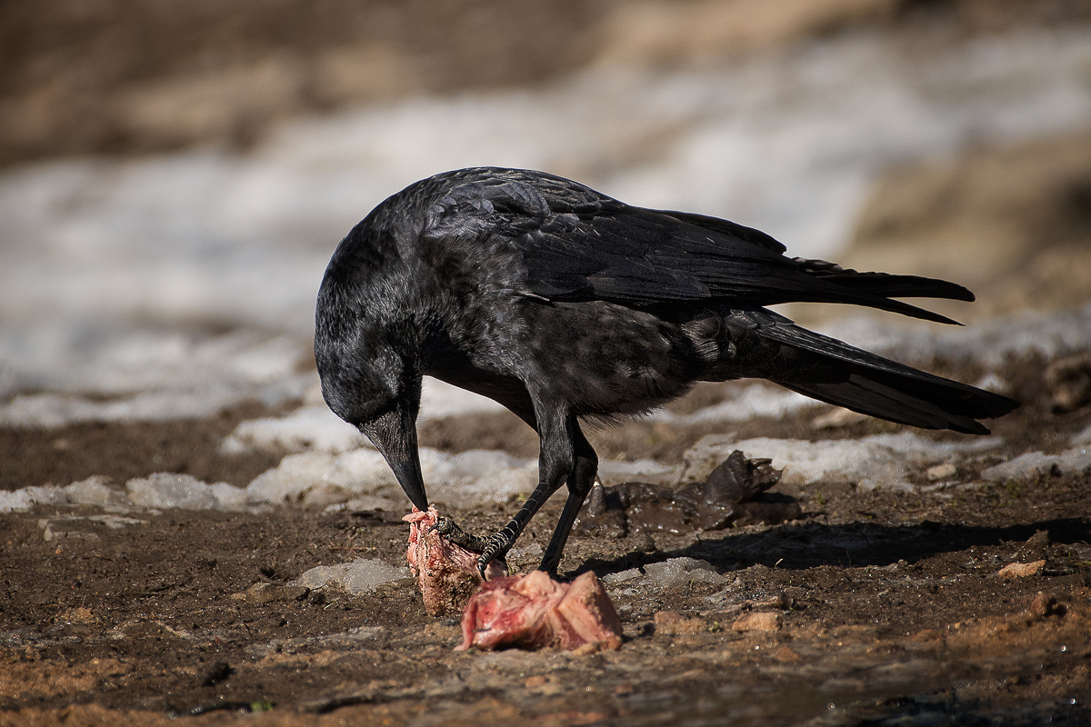 DSC_5405-Bearbeitet-1.jpg