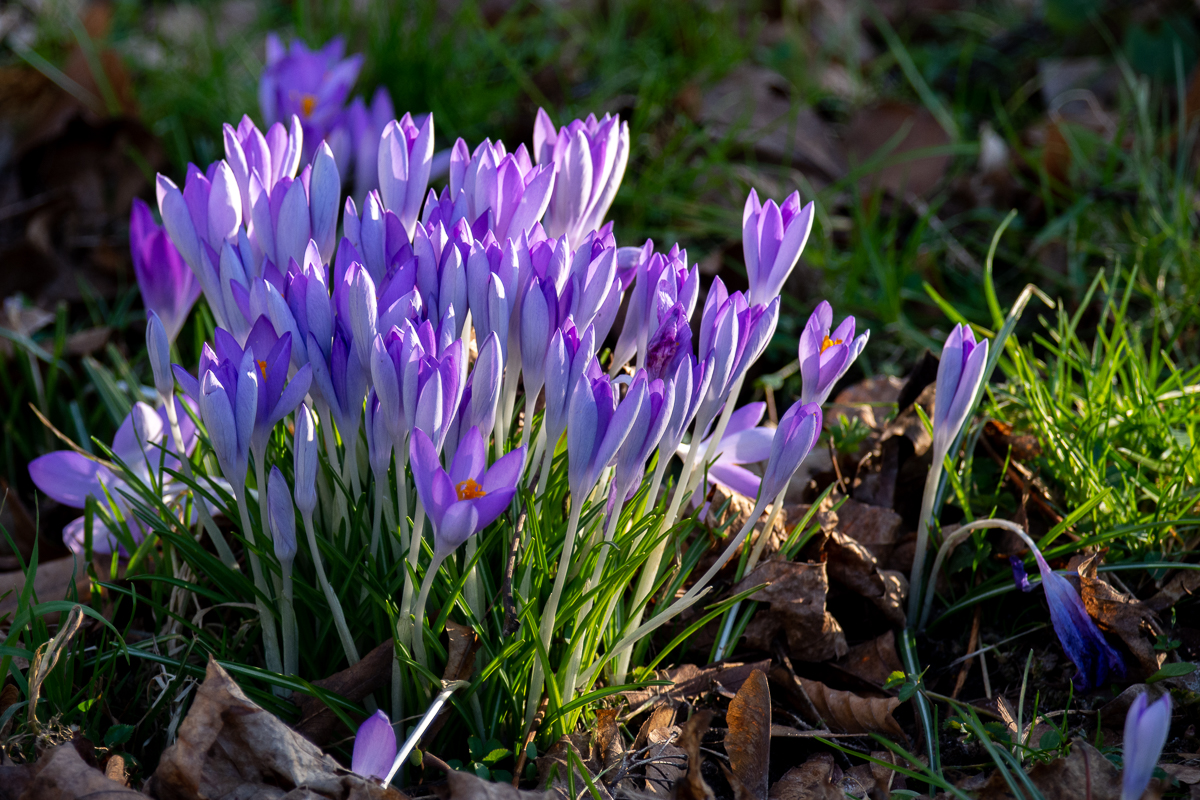 DSC_5414.jpg