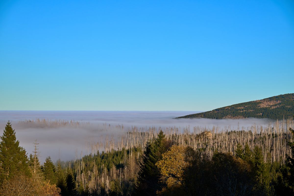 DSC_5422 1.jpg