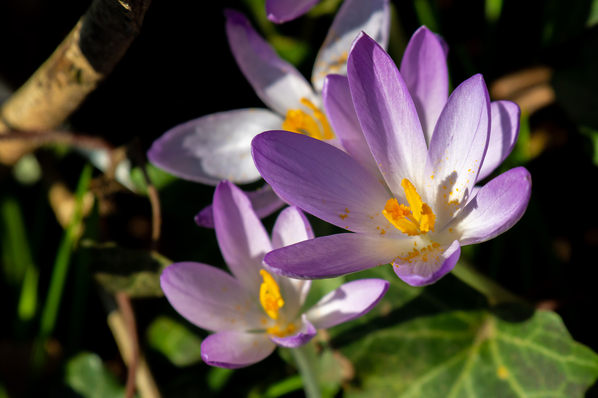 DSC_5430.jpg
