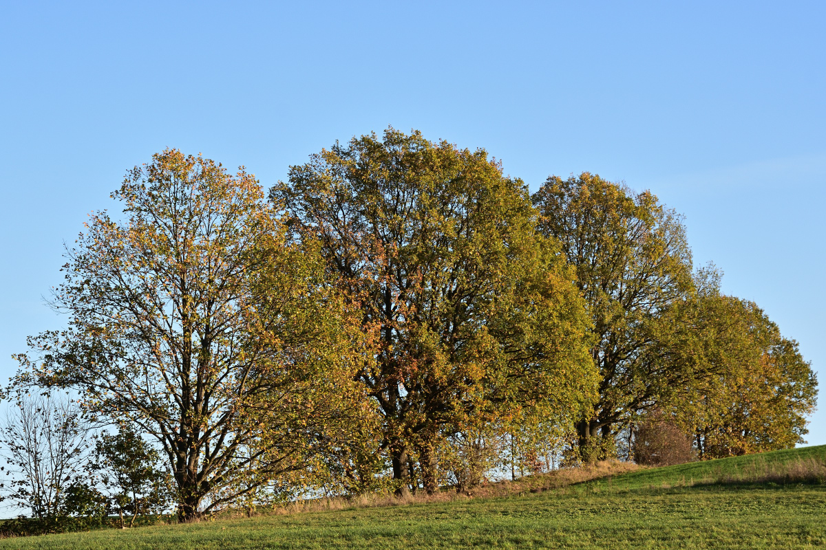 DSC_5439.JPG