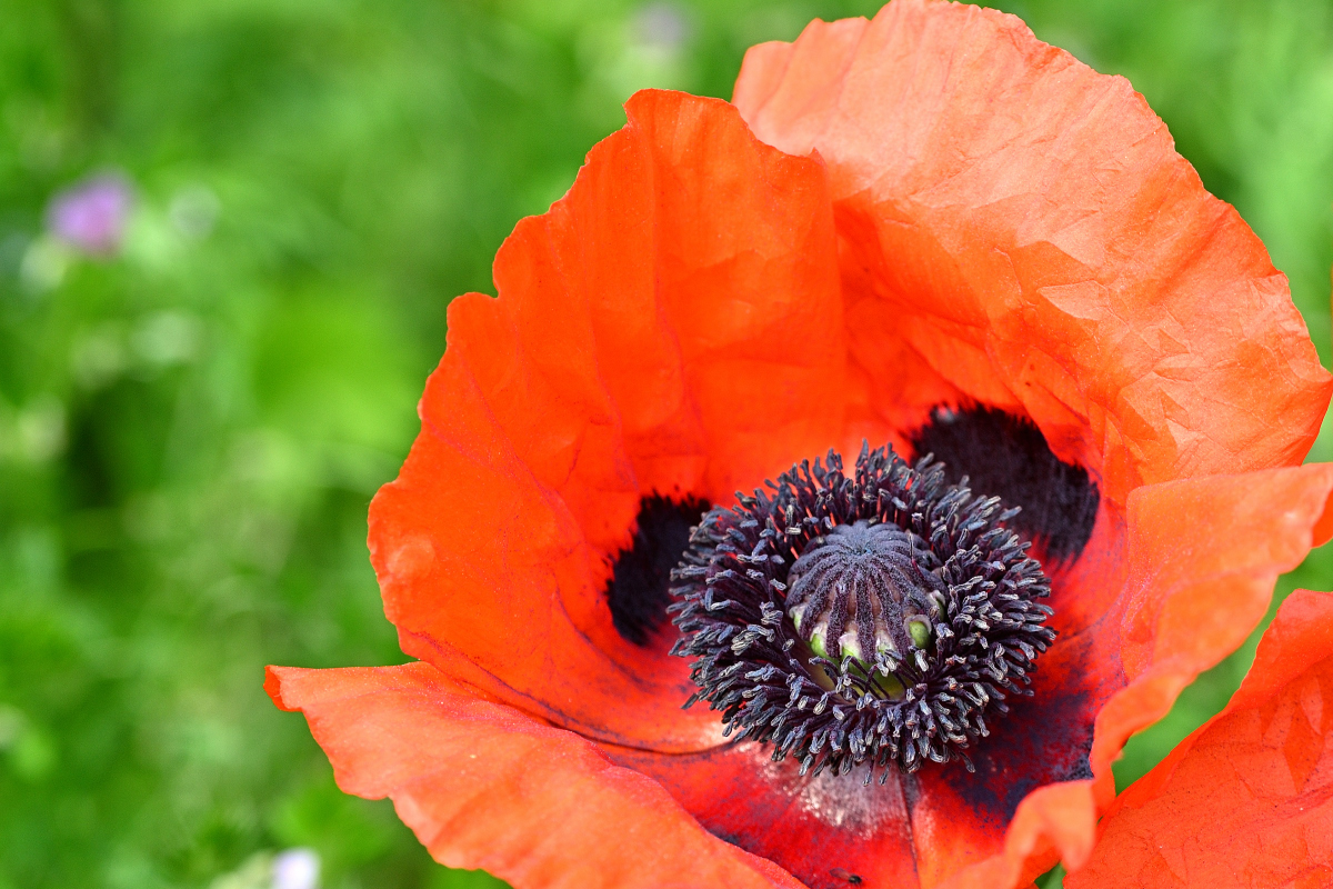 DSC_5515_Mohnblume.jpg