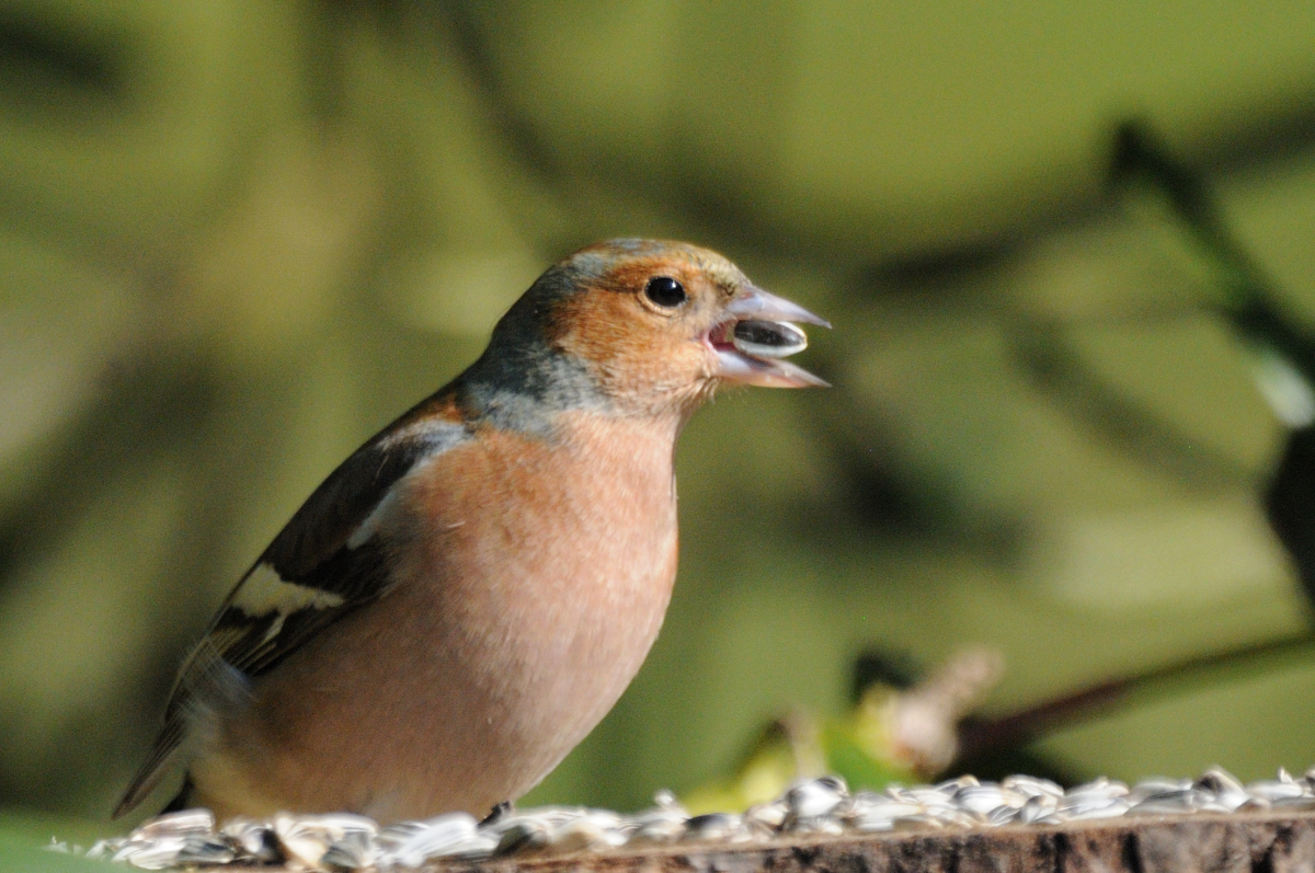 DSC_5534_00001.jpg