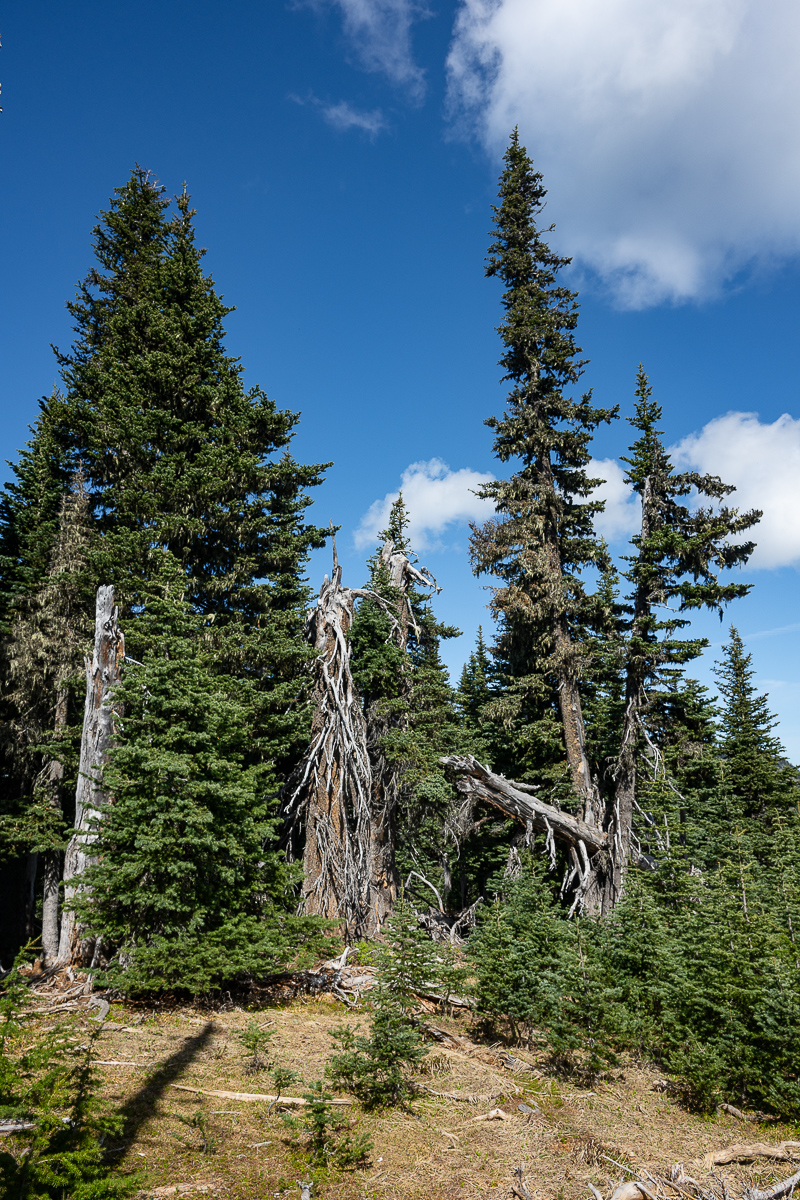 DSC_5547.jpg