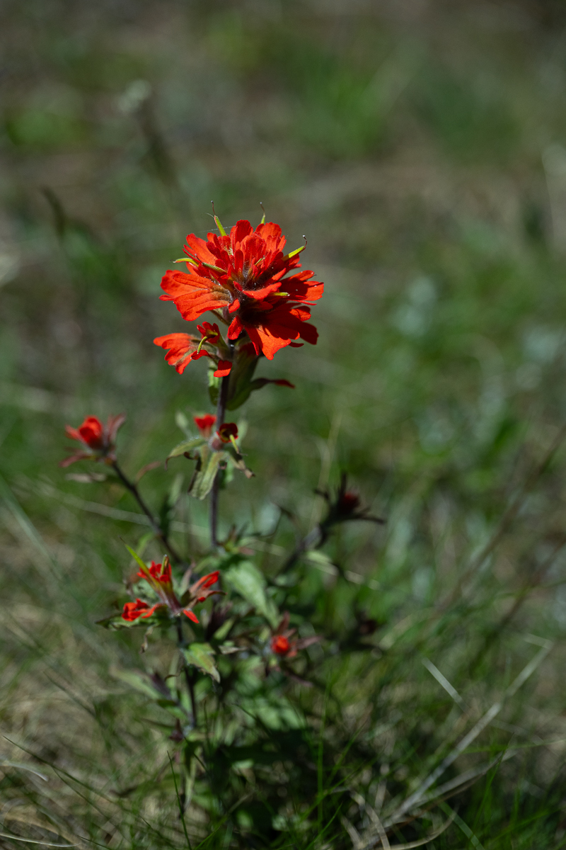 DSC_5607.jpg