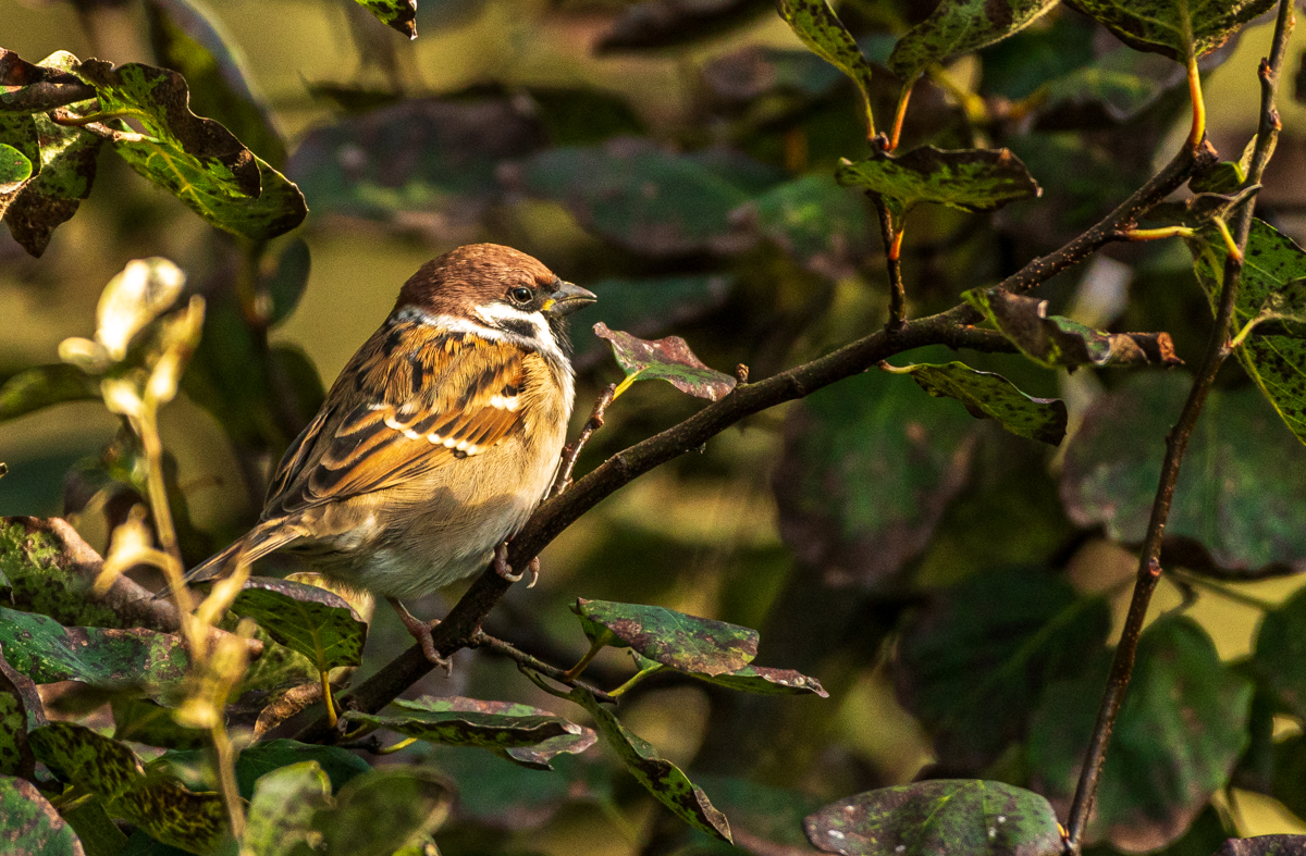 DSC_5767.jpg