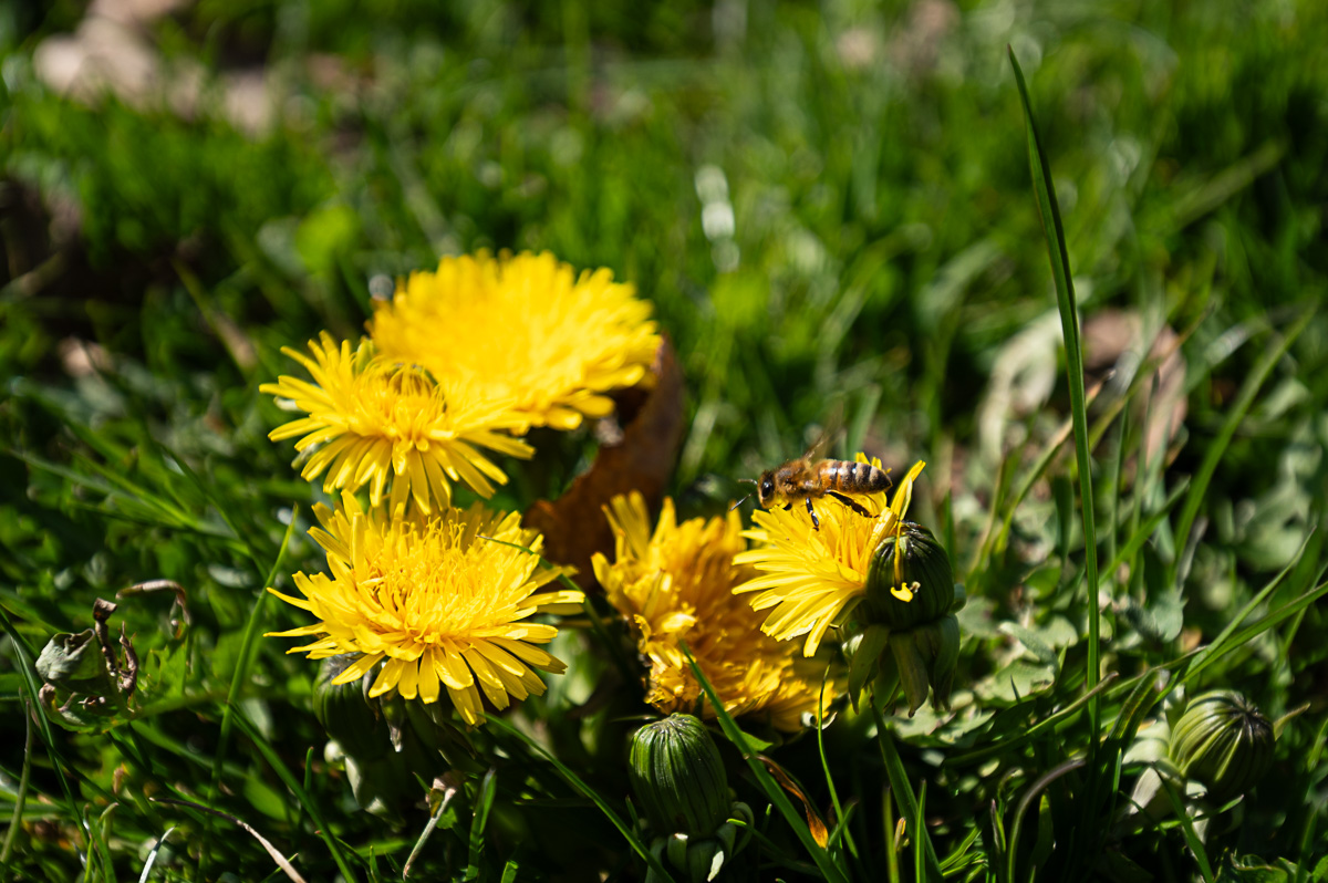 DSC_5782.jpg