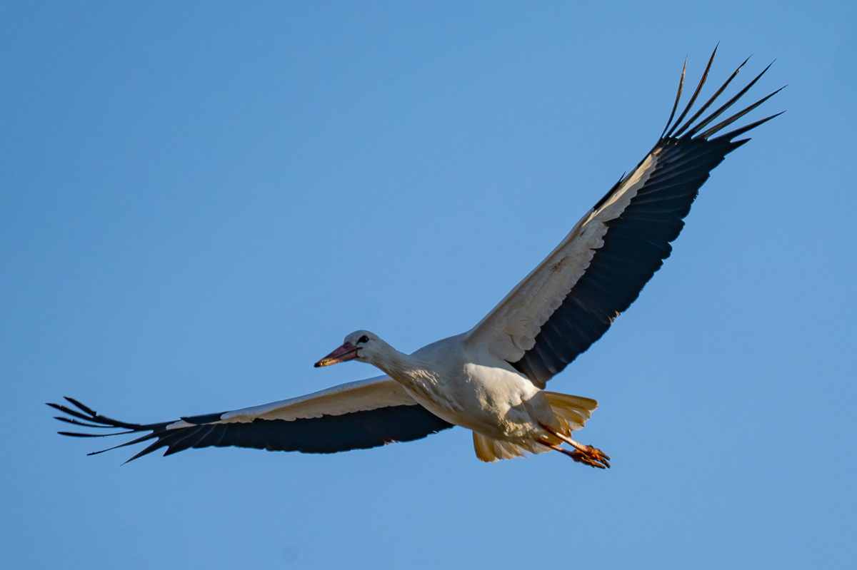 DSC_5854-Verbessert-RR.JPG