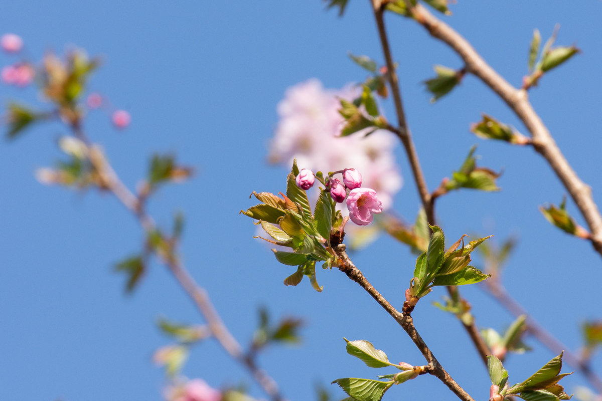 DSC_5865.jpg