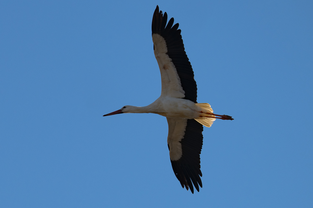 DSC_5865.JPG