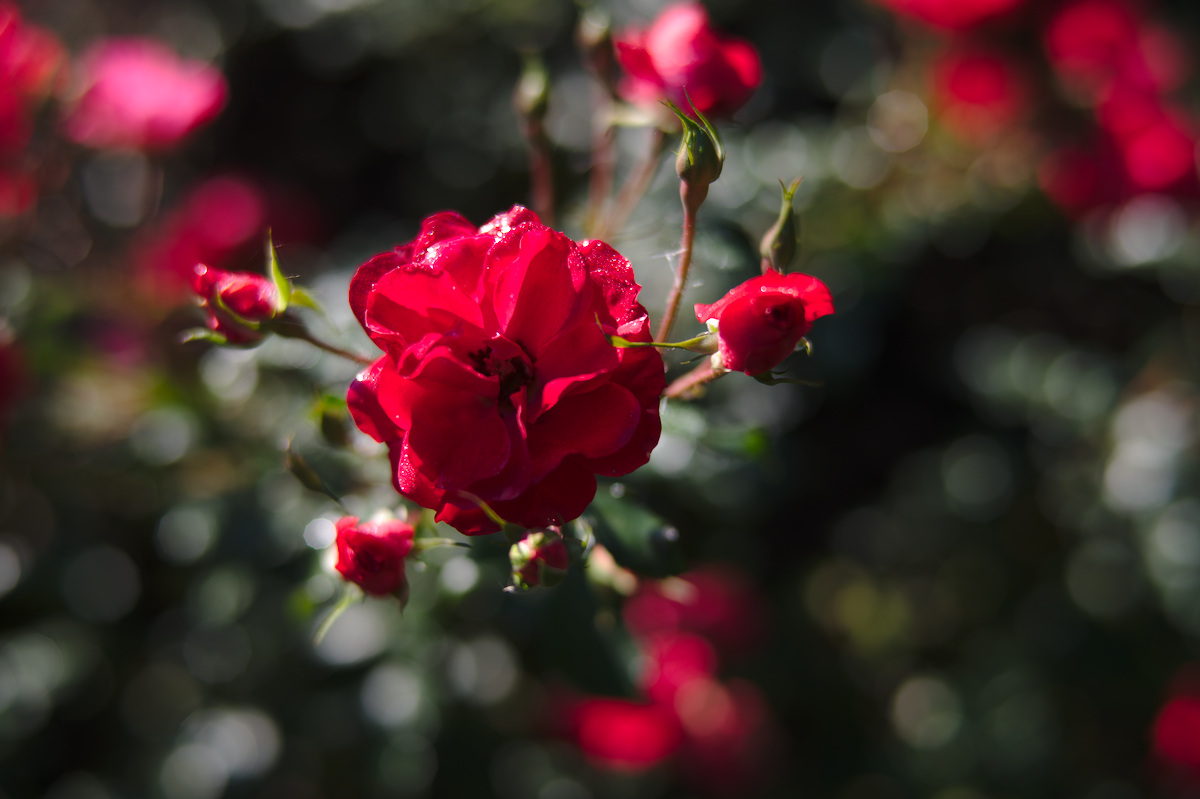 DSC_5883.jpg