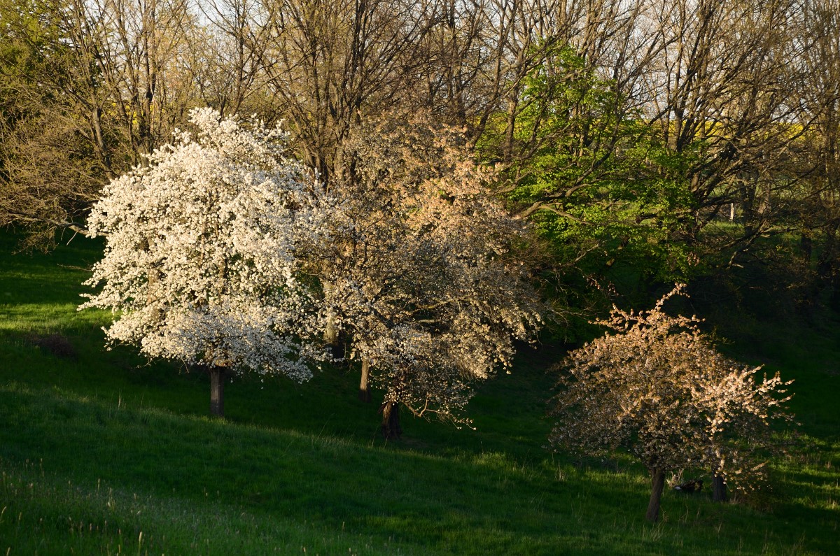 DSC_5903_00001n.jpg