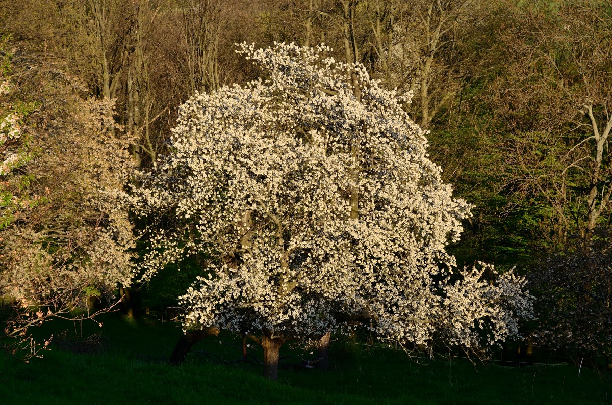 DSC_5914_00001n.jpg