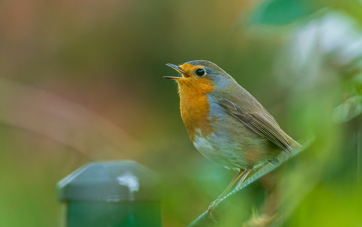 DSC_5960.jpg