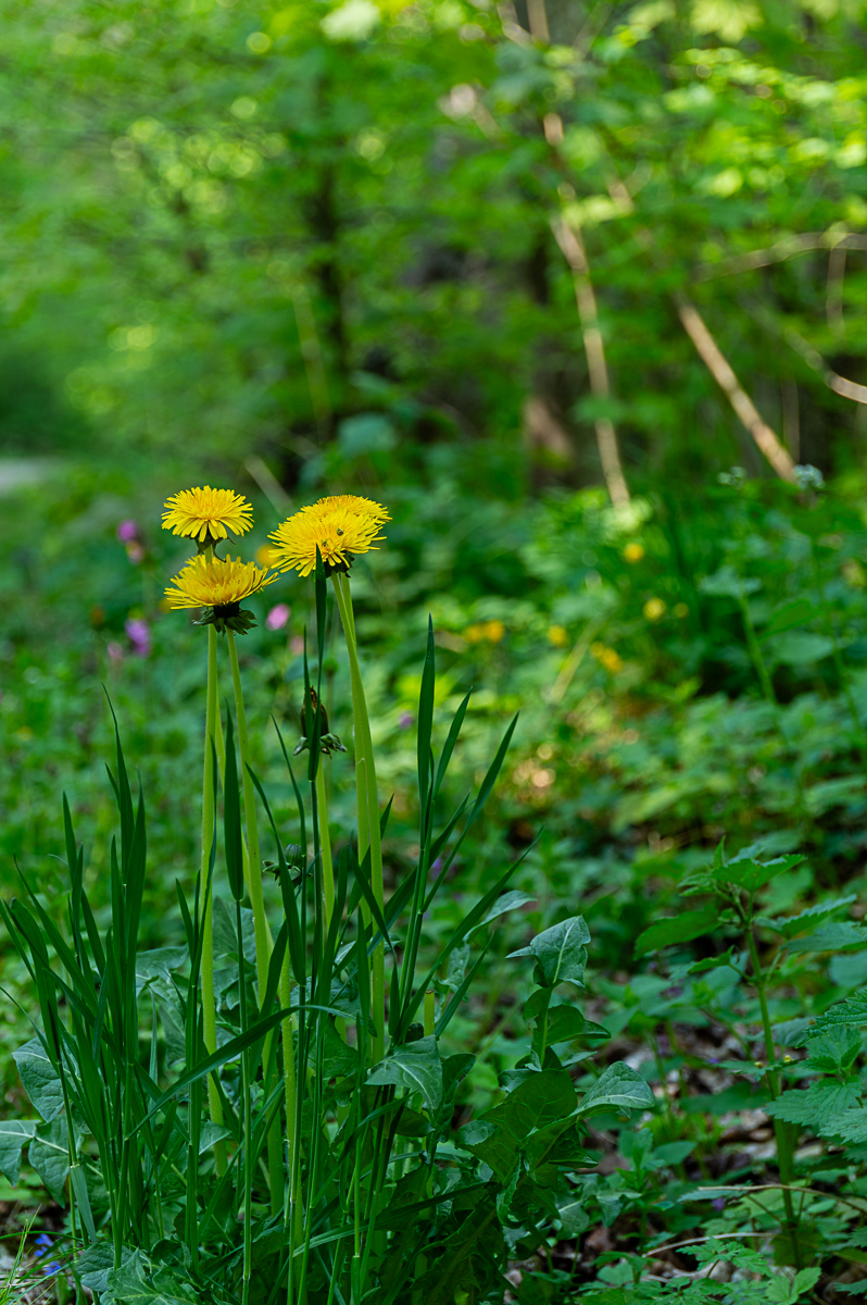 DSC_5962.jpg