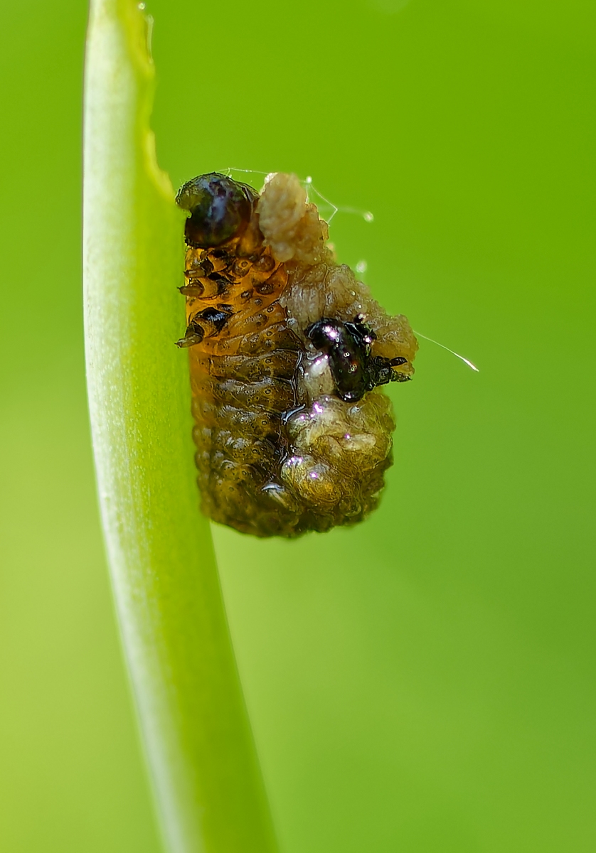 DSC_5965_DXO.jpg