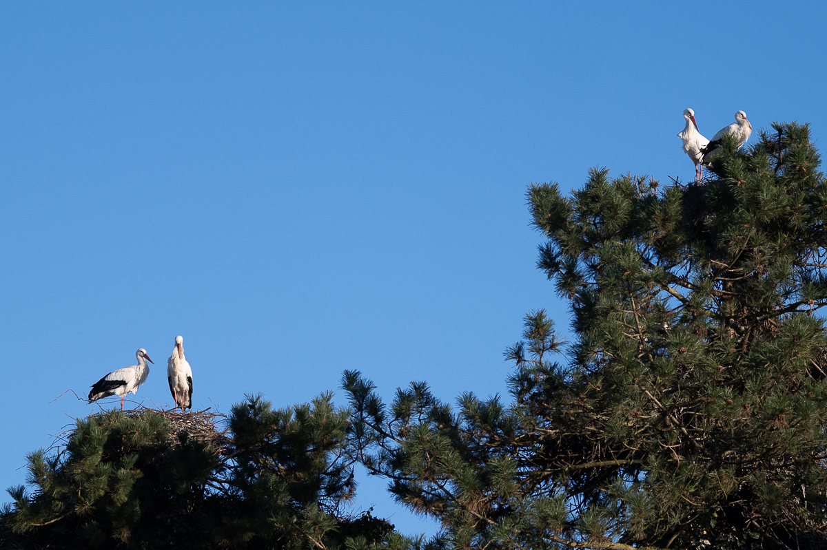 DSC_5971.JPG