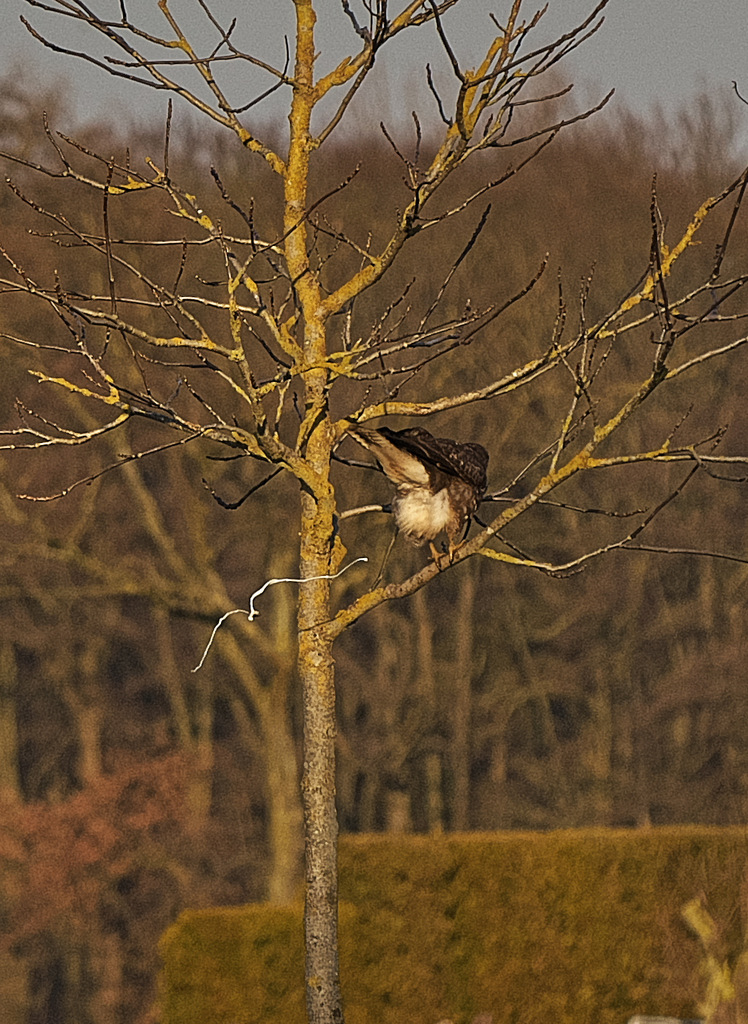 DSC_5985.jpg