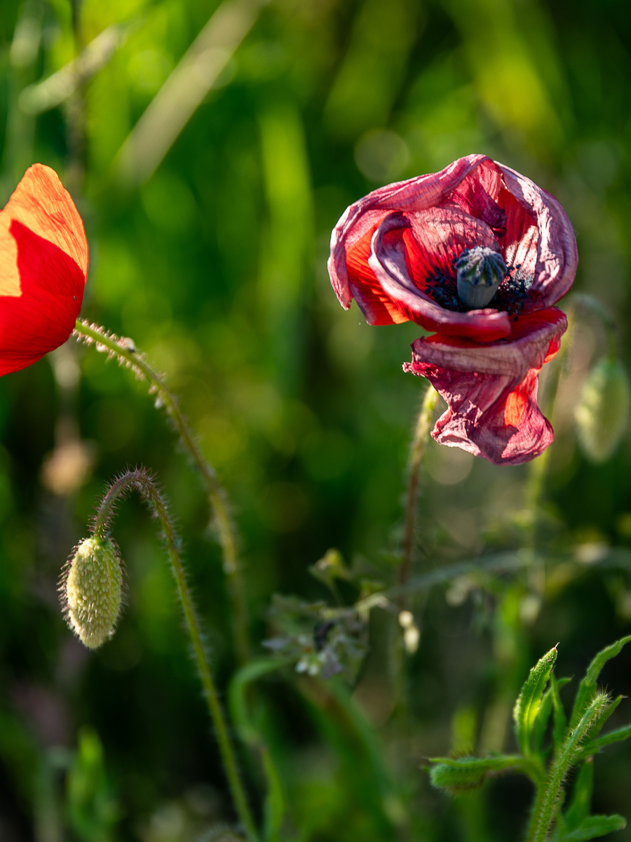 DSC_6009-2.jpg