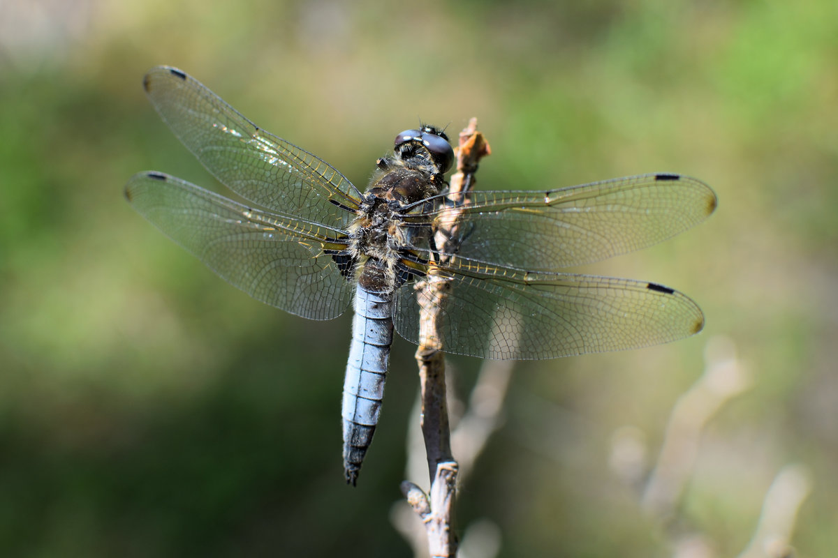 DSC_6056_00001.jpg