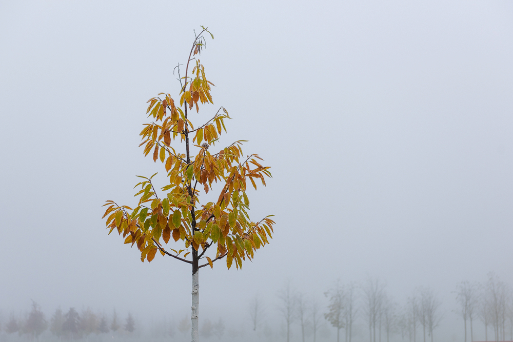 DSC_6063.jpg